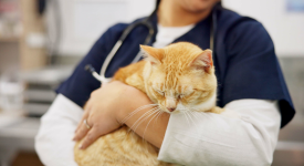 Animal Welfare