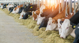 Livestock Supplies