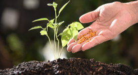 Seeds and Fertilizers